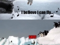 Flying penguins