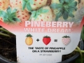 Pineberry White Dream