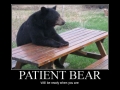 Patient Bear