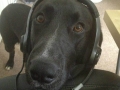 Gamer Dog Brb
