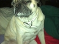 Skeptical Pug