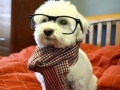 Hipster dog being hipster