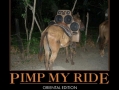 Pimp My Ride