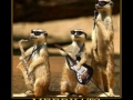 Meerkats