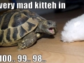 Very mad kitty in..