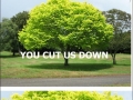 Last revenge of the trees
