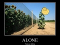 Poor sunflower