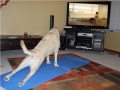 Yoga Dog
