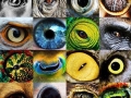Eyes of nature