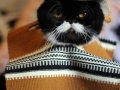 Hola, I'm a Mexican cat!
