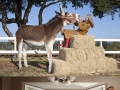 Tallest horse, donkey & dog