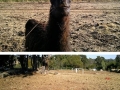 Lance the heavy metal Llama