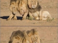 Drunk Lions