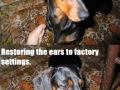 Main job of Dachshund owner