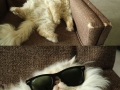 Cool cat chillin'