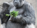 Success Gorilla