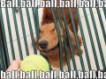 Ball, ball, ball, ball