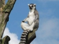 King Julien in the zoo