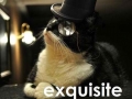 Exquisite