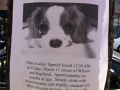 Dog Found