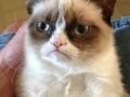 Grumpy cat