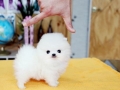 Baby cotton ball