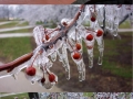 Frozen cherry