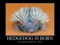 Hedgehogs