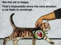 Why do cats purr