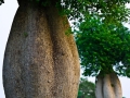 The Toborochi Tree