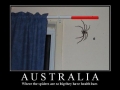 Spiders