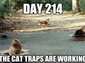 Ahh, them cats!