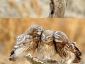 Forever Alone Owl