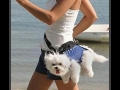 Dog walking