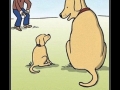 Dog Training