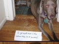 Best of Dog Shaming