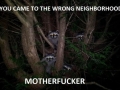 Angry Racoons