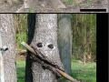 Hungry Trees
