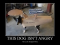 This dog isn't angry