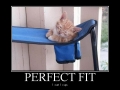 Perfect Fit