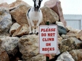 Bada$$ goat ain't afraid!