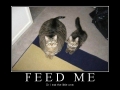 Feed me!