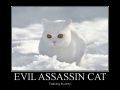 Evil Assassin Cat