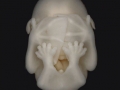 Bat embryo