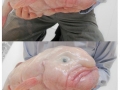 Blobfish, a rare sea creature