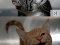 Cat as emoticons