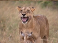 Lioness adopts baby