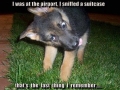 Police Pup