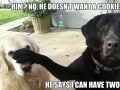 Scumbag Dog