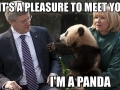 Yes, I'm in Panda